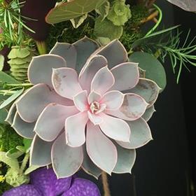 fwthumbRHS Jasmine Rays Florist 0027.jpg